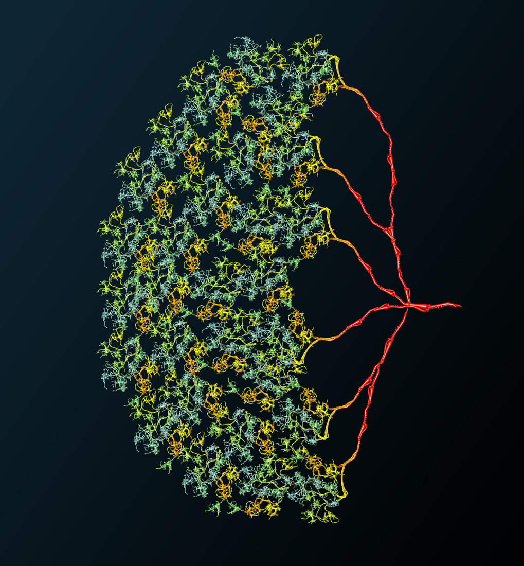 MPI Für Neurobiologie | Max-Planck-Gesellschaft