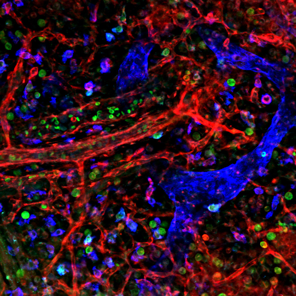 Research Report Max Planck Institut Fur Molekulare Biomedizin