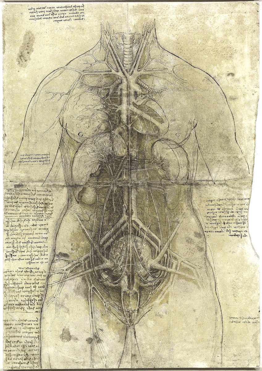 leonardo da vinci drawings of the body