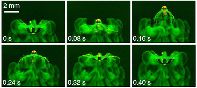 Ein Schwimmroboter Imitiert Eine Qualle Max Planck