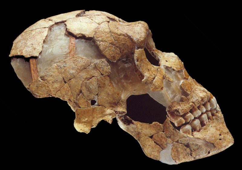 The skull of a Neanderthal