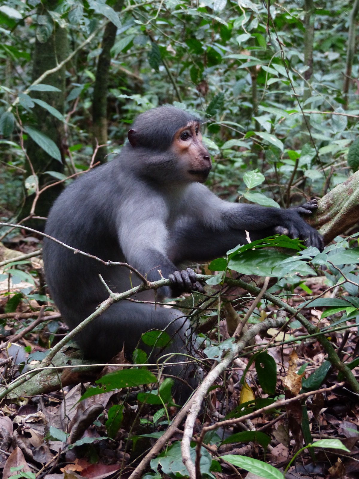 Monkeys inform about threats | Max-Planck-Gesellschaft