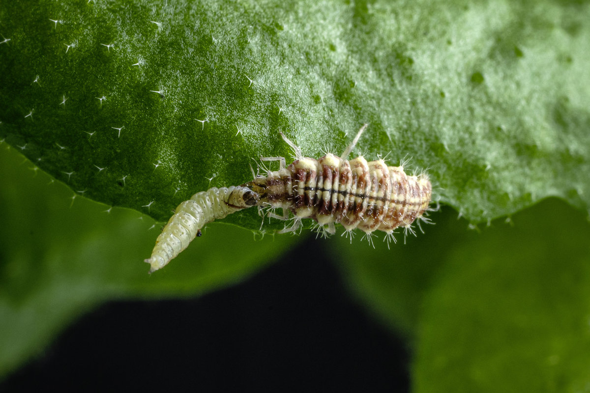 Lacewing  The Canadian Encyclopedia