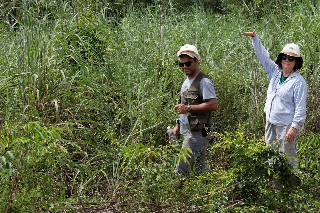 Fires weaken tropical rainforests for years