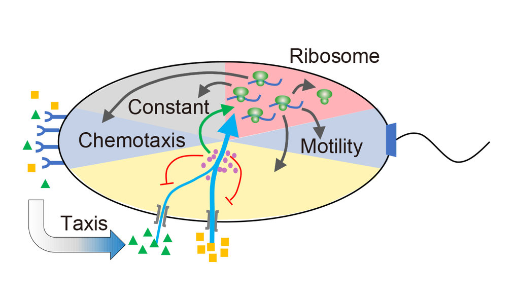 bacteria-invest-in-motility-max-planck-gesellschaft