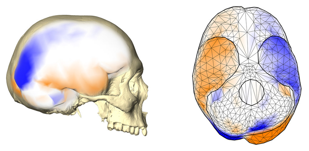 Researchers Were Not Right About Left Brains | Max-Planck-Gesellschaft