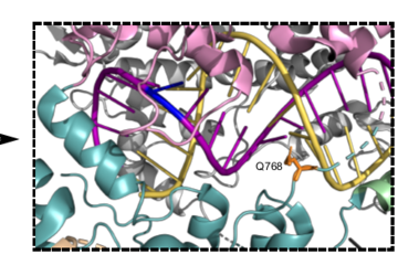 More precise Cas9 variant