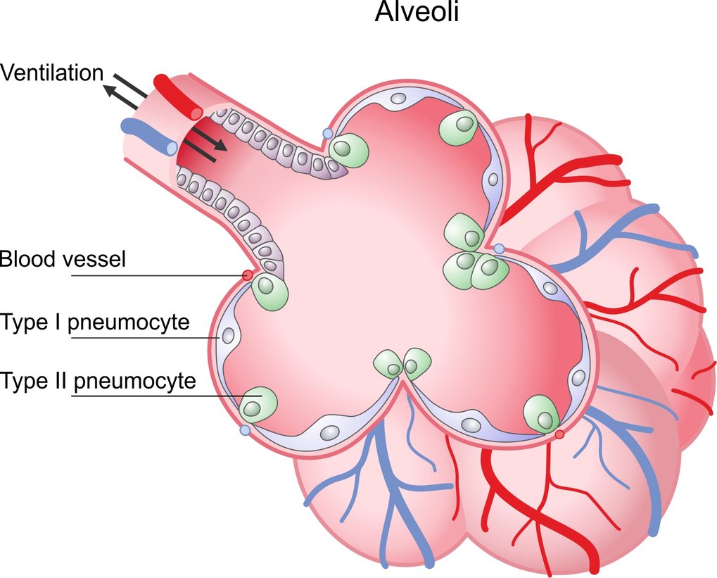 using-alveolar-epithelia-as-a-model-for-corona-infection-max-planck-gesellschaft