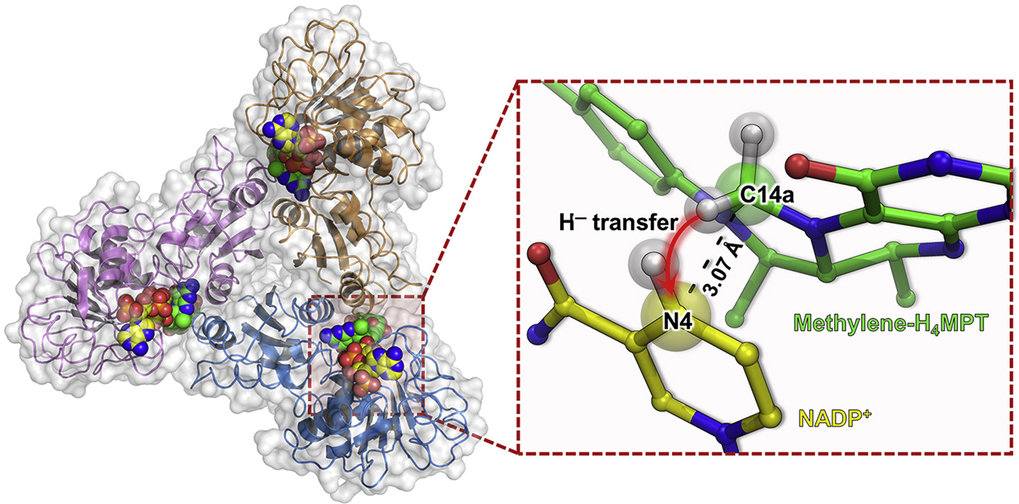 Enzyme catalysis by selective compression of bulky ring-shaped