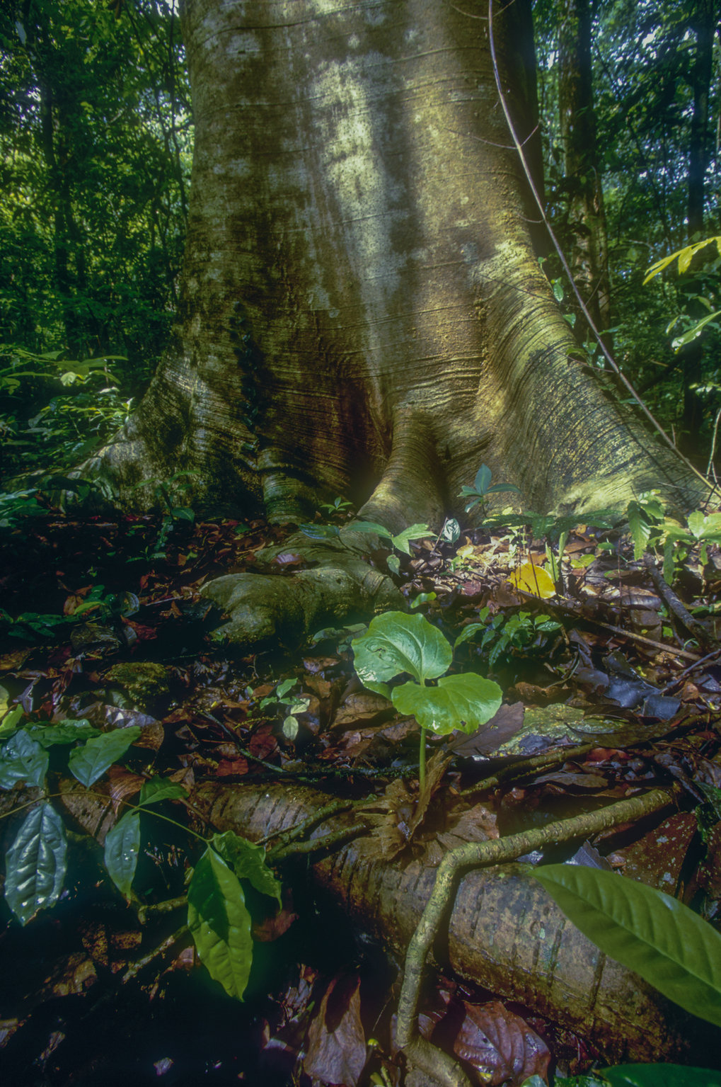 Predicting the Uncertain Future of Tropical Forest Species in a