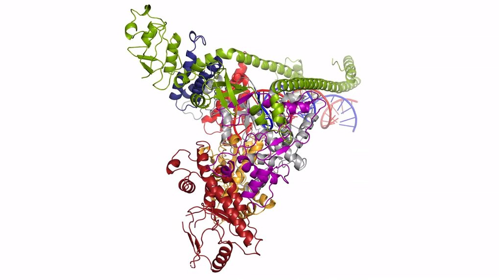 Wie Das Corona Virus Sein Erbgut Vermehrt Max Planck Gesellschaft