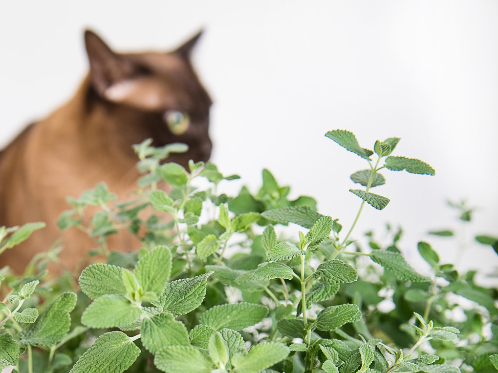 pet greens catnip