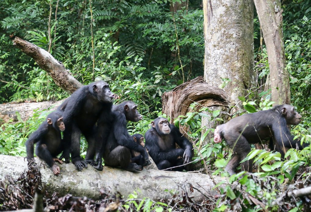 Female chimpanzees are also important in helping to win and keep a ...