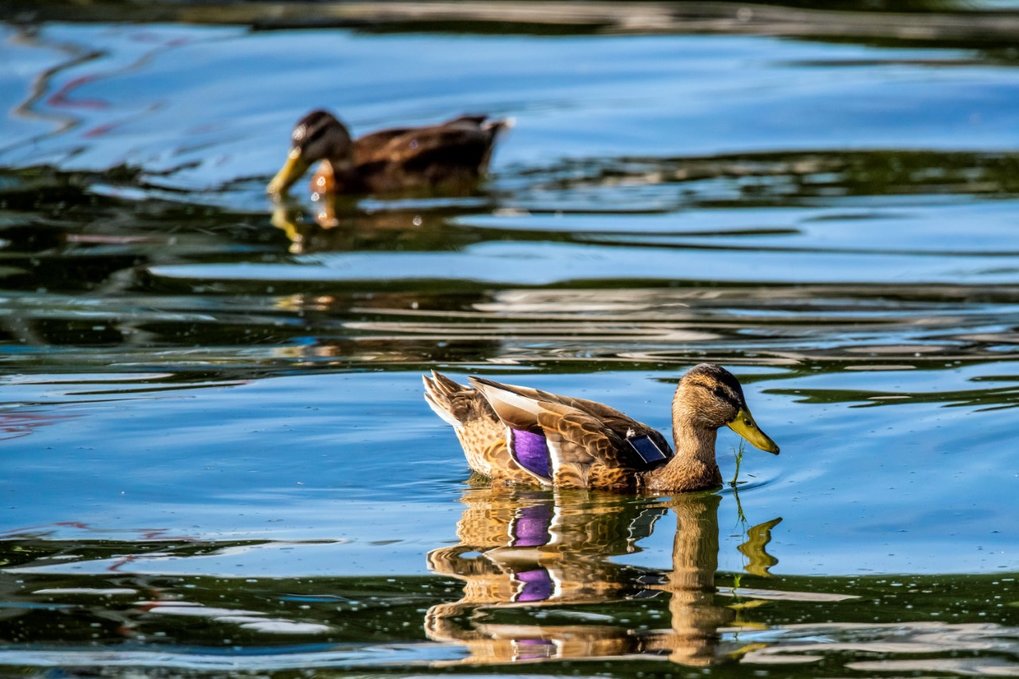 Tierische Pause vom Menschen | Max-Wissen