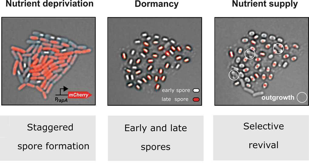 Spore formation in fast motion | Max-Planck-Gesellschaft