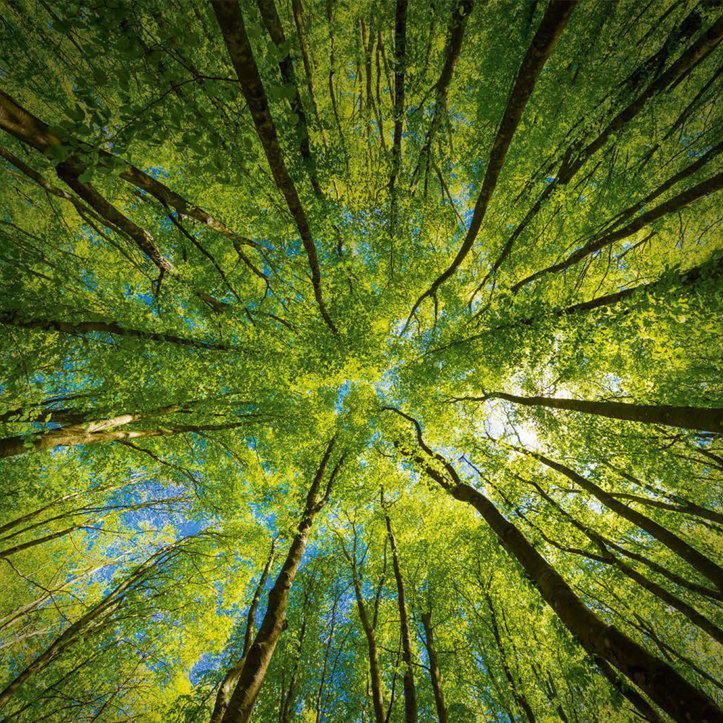 Wald wandelt das Klima