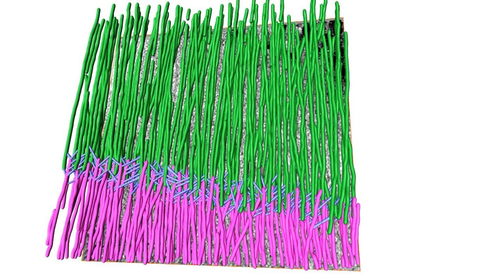 Tomogram of the sarcomere (Z-disc and I-bands) and 3D-reconstruction showing <spanhttps://www.youtube.com/embed/v12_7ZOumaA?feature=player_embedded&autoplay=1&showinfo=0&rel=0&autohide=1&color=white