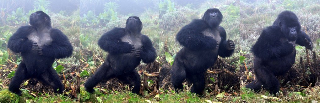 Gorillas Dont Bluff When They Chest Beat Honest Signalling Indicates 9572