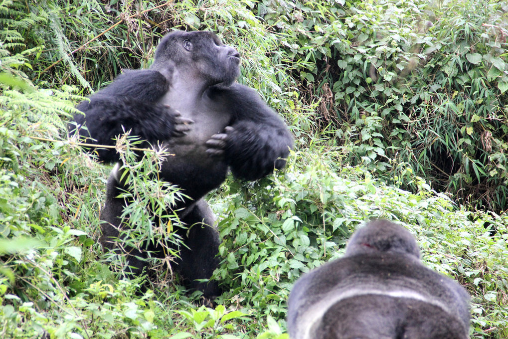 cute baby silverback gorilla pounding chest