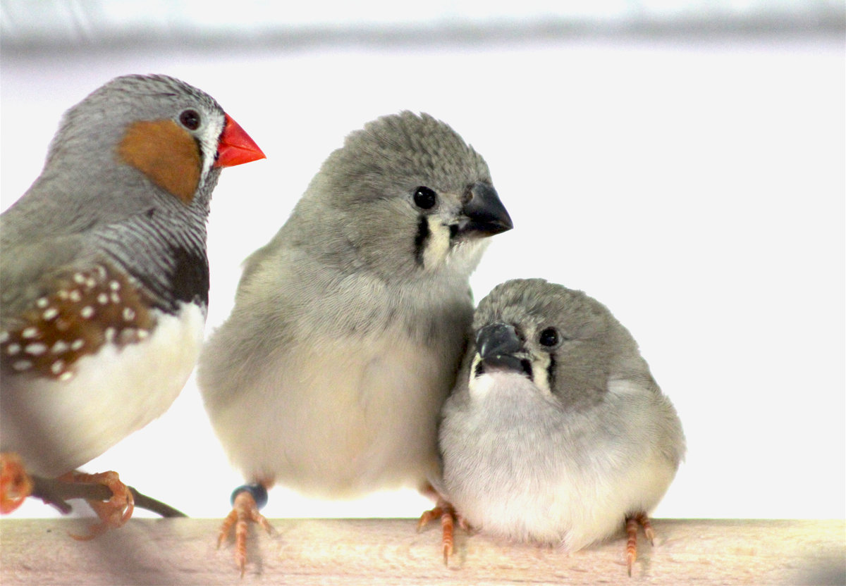 baby zebra finch development