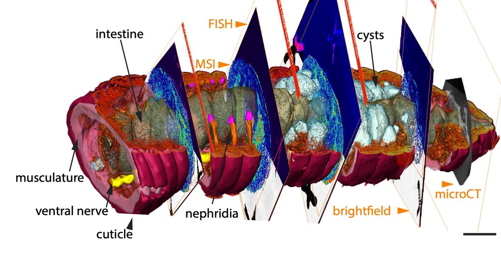 Leeres Regenwurmdiagramm