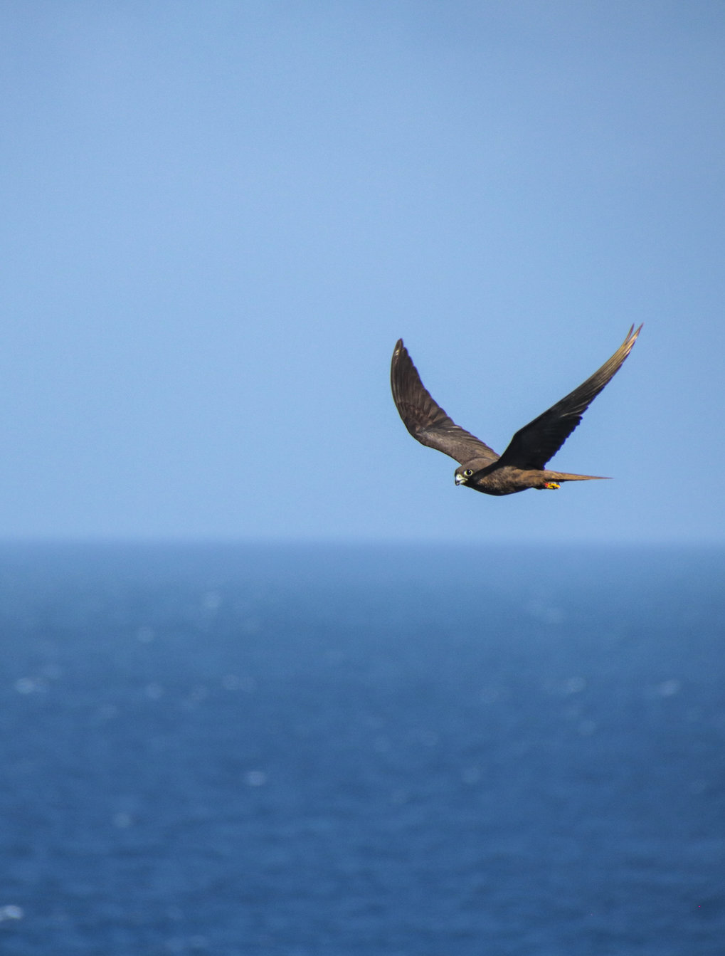 How land birds cross the open ocean | Max-Planck-Gesellschaft