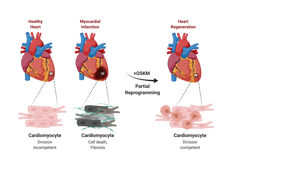 Heart regeneration after reprogramming of cardiac muscle cells Max