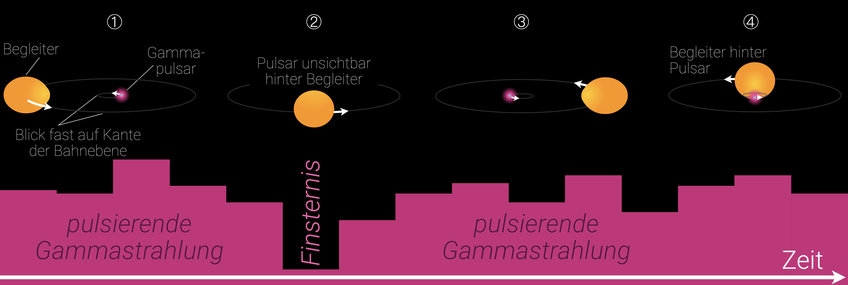 Ein Gammastrahlenpulsar in einem fast genau von der Seite beobachteten Doppelsternsystem wird von seinem Begleiter verfinstert. Seine pulsierende Gammastrahlung (unten in Magenta über die Dauer eines Umlaufs dargestellt) verschwindet während der Finsternis, während der Pulsar hinter dem Begleiter unsichtbar ist (2). Wenn sich der Pulsar rechts (1), links (3) oder vor (4) seinem Begleiter befindet, wird seine pulsierende Gammastrahlung beobachtet. Der Begleitstern wird durch die starke Gezeitenkraft des Pulsars verformt.