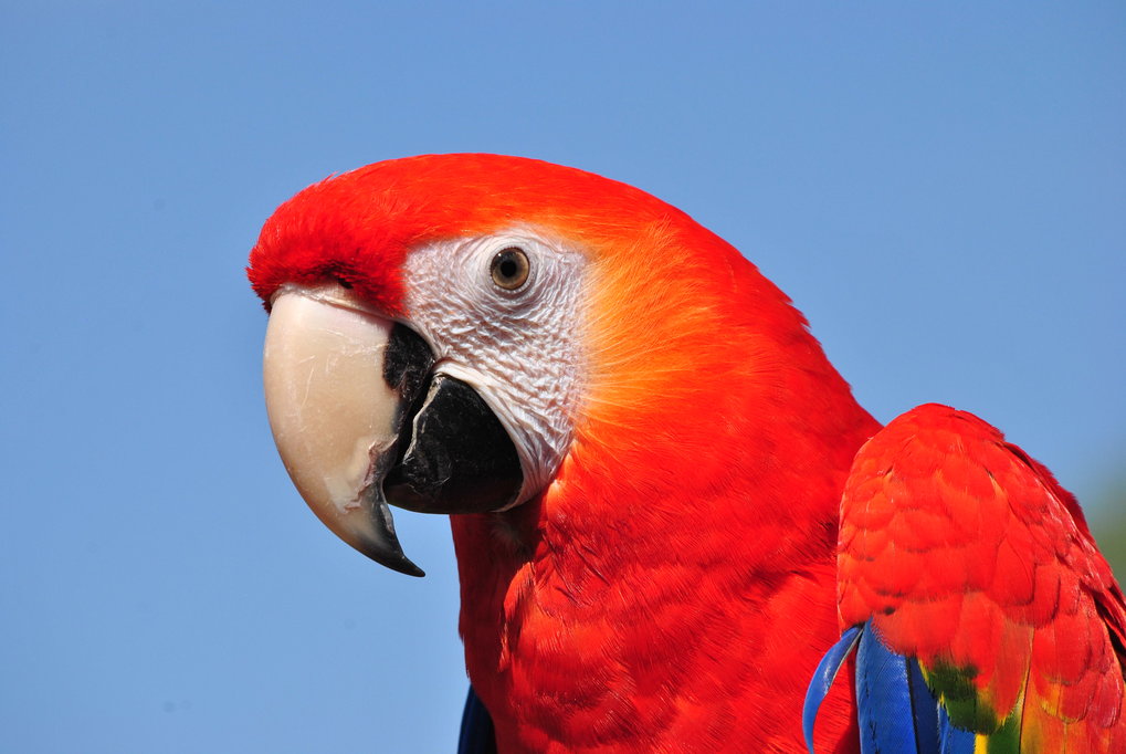 Incredible Compilation of 999+ Parrot Images in Full 4K Resolution