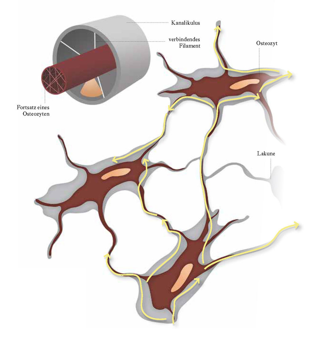 Knochengewebe unter dem Mikroskop