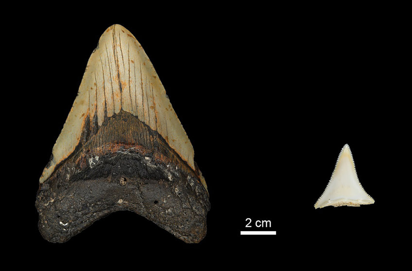 megalodon size comparison tooth