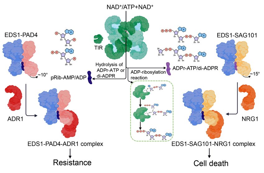 Natural plant TIR-produced small molecules controlling two immunity branches