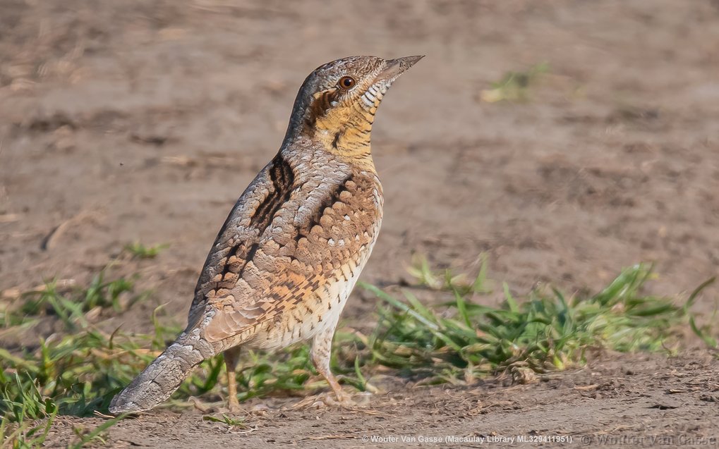 Wryneck (Jynx torquilla)