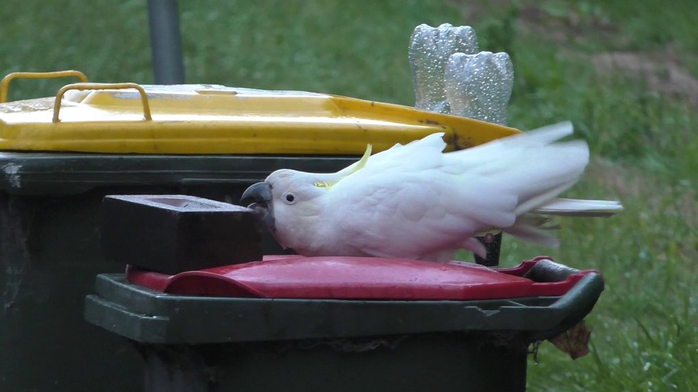 In Sydney, Australia, it's cockatoos versus humans in a race to control garbage bins.