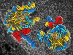 Native genomische Nukleosomen, gebunden (dunkelblau) durch Oct4 (rot) und in freier Form (gelb). Die Oberflächen und die Bänder stellen die DNA bzw. die strukturierten Kernbereiche der Histone dar. Oct4 stabilisiert eine teilweise offene Form eines Nukleosoms (rechts) und verursacht eine große Öffnung im anderen (links). Der Einfluss von Oct4 auf die Strukturen dieser Nukleosomen hängt von der Beweglichkeit der flexiblen Histonschwänze (grau und hellblau in freien bzw. Oct4-gebundenen Nukleosomen) und von seinen beiden Subdomänen (rot) ab, die an verschiedene Seiten der DNA binden. Der Hintergrund zeigt Kolonien menschlicher induzierter pluripotenter Zellen, die auf Feeder-Zellen kultiviert wurden (untere linke Ecke) und durch Induktion des unverzichtbaren Oct4 und dreier anderer Proteine aus menschlichen Hautzellen entstanden sind.