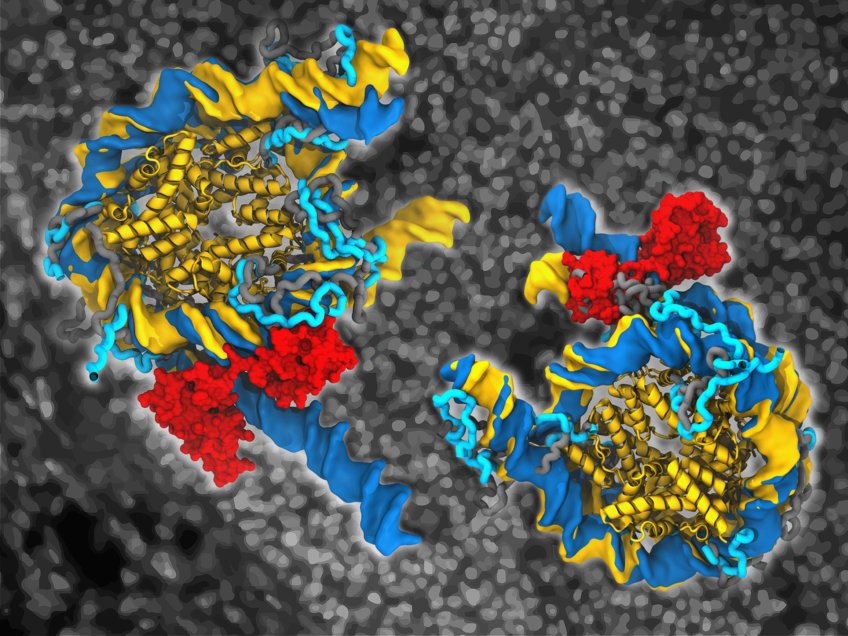 Native genomische Nukleosomen, gebunden (dunkelblau) durch Oct4 (rot) und in freier Form (gelb). Die Oberflächen und die Bänder stellen die DNA bzw. die strukturierten Kernbereiche der Histone dar. Oct4 stabilisiert eine teilweise offene Form eines Nukleosoms (rechts) und verursacht eine große Öffnung im anderen (links). Der Einfluss von Oct4 auf die Strukturen dieser Nukleosomen hängt von der Beweglichkeit der flexiblen Histonschwänze (grau und hellblau in freien bzw. Oct4-gebundenen Nukleosomen) und von seinen beiden Subdomänen (rot) ab, die an verschiedene Seiten der DNA binden. Der Hintergrund zeigt Kolonien menschlicher induzierter pluripotenter Zellen, die auf Feeder-Zellen kultiviert wurden (untere linke Ecke) und durch Induktion des unverzichtbaren Oct4 und dreier anderer Proteine aus menschlichen Hautzellen entstanden sind.