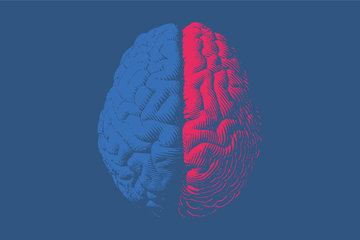 Illustration of human brain, halves highlighted in color