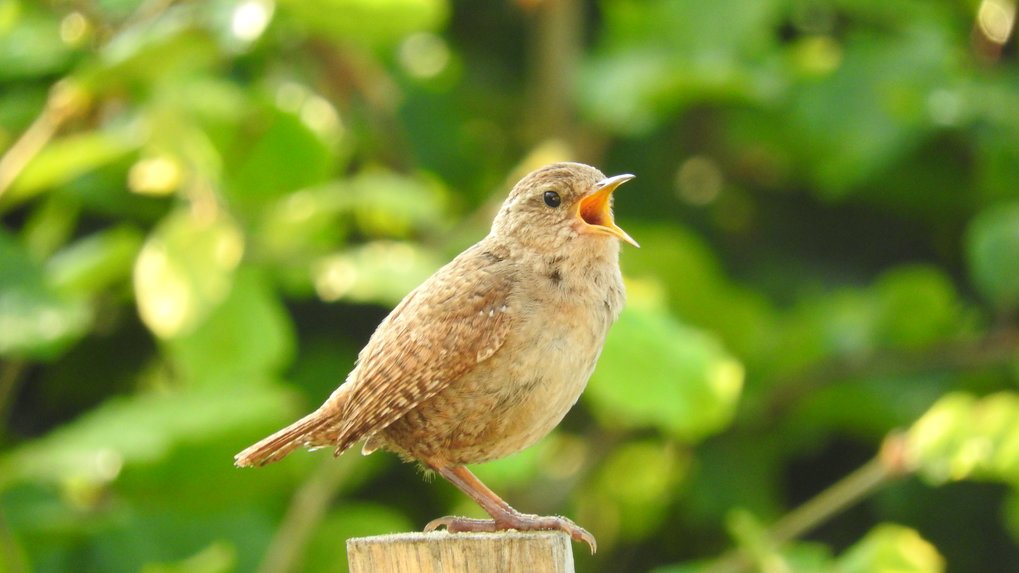 singing bird