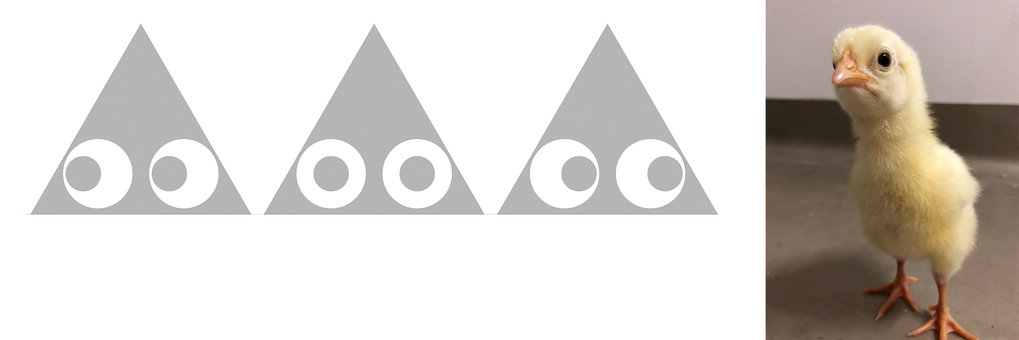 Predatory chicks and artificial peacock butterflies in a behavioral experiment. The direction of the artificial eyes influenced the birds' behavior: If the eyes looked at the bird, it approached the food more cautiously.