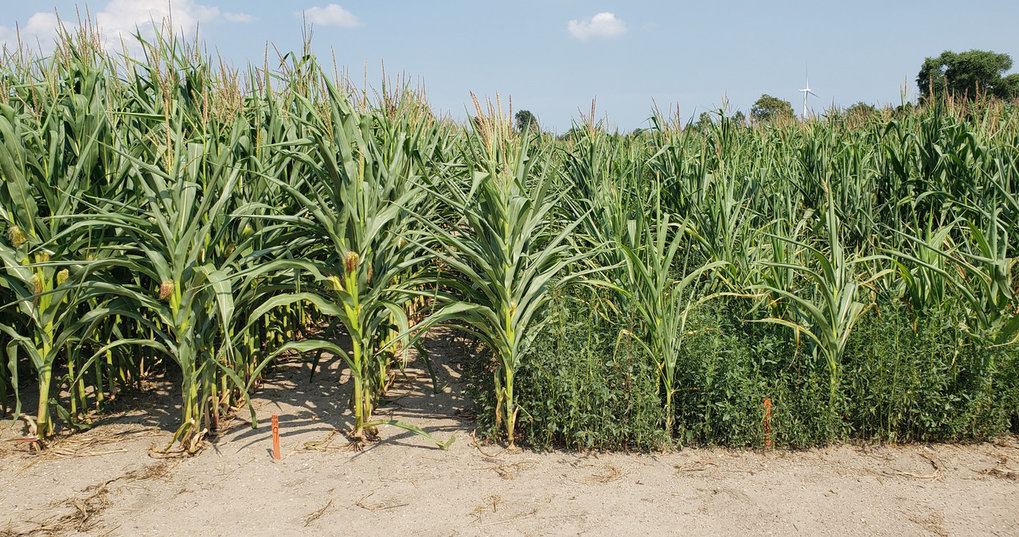 Agriculture makes the weed Max Planck Gesellschaft