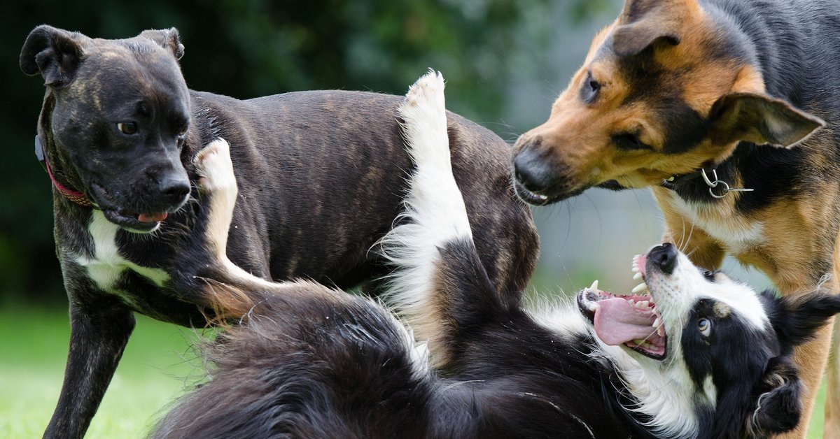 how can you tell if puppies are playing or fighting