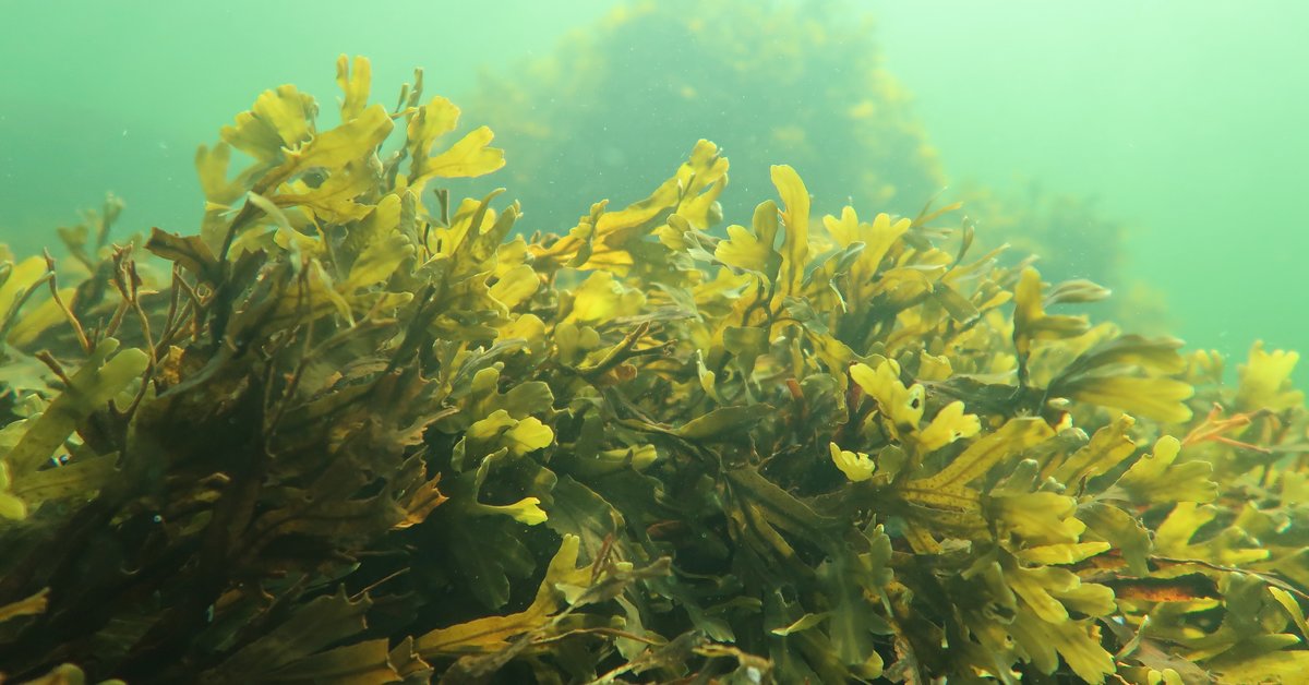 green seaweed in ocean