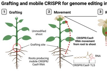 Breakthrough in plant breeding