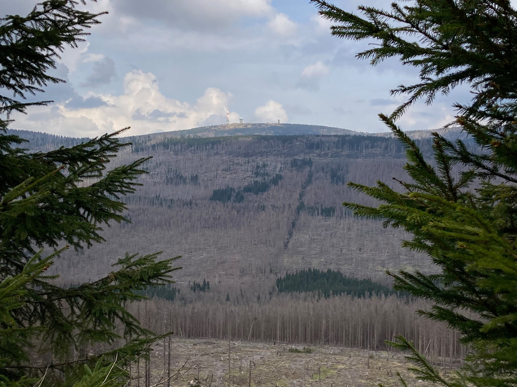 Spruce monoculture on the Brocken in the Harz mountain range in May 2022. The trees in this area are increasingly weakened by high temperatures and extended periods of drought.