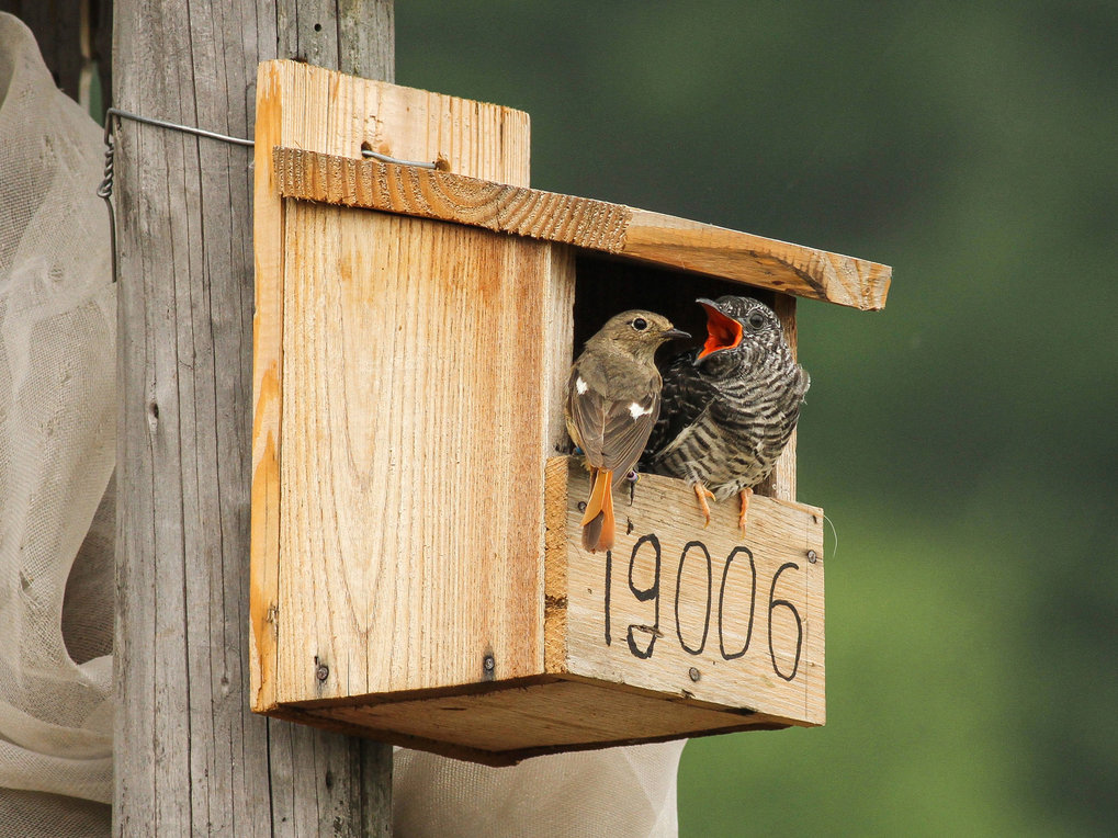 A wooden nest-box with two birds sitting at the entrance, looking at each other.