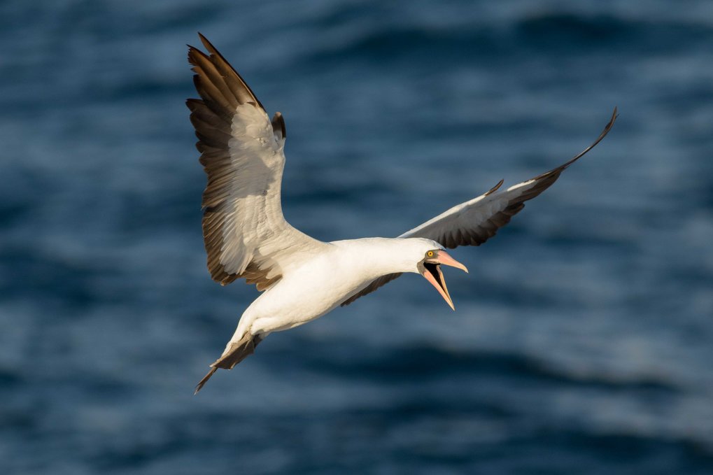 Seabirds in the eye of the storm | Max-Planck-Gesellschaft