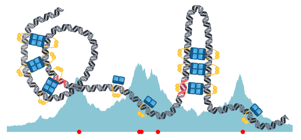 Mathematical Model Reveals Insights Into Genetic Distribution During Bacterial Cell Division