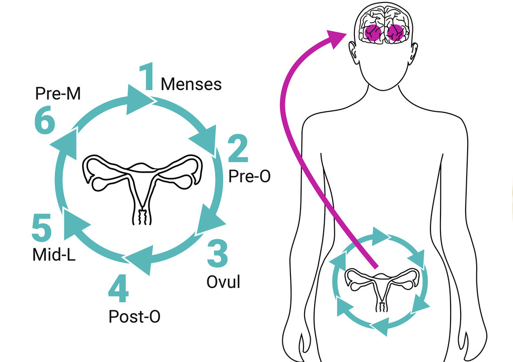 Zsido and Sacher examined female brains not just at one point in time, but at six points across the menstrual cycle.