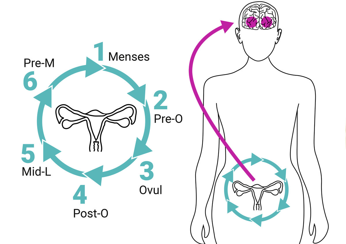 How the Menstrual Cycle Changes Women's Brains - For the Better — Women's  Brain Health Initiative