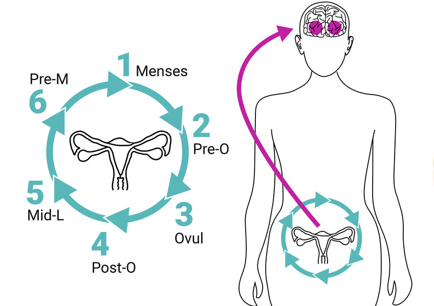 Menstruation And The Female Brain: How Fluctuating Hormone Levels Impact  Cognitive Function
